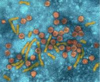 Hepatitis Virus