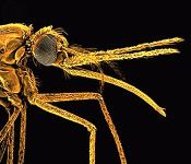 Anopheline Mosquito