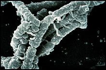 TB Bacteria