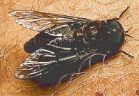 Tsetse fly